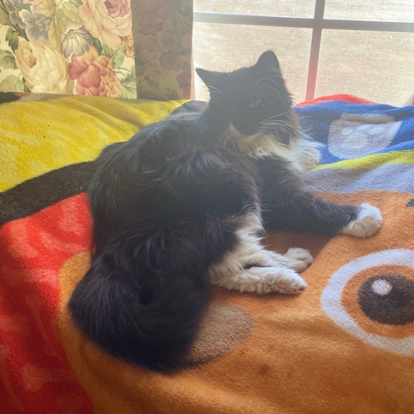 🐰🐈‍⬛🥬🪴Pets eatting + playing 
June 2022 from Arizona Update 2025🥳💝 - Picture 9 of 13